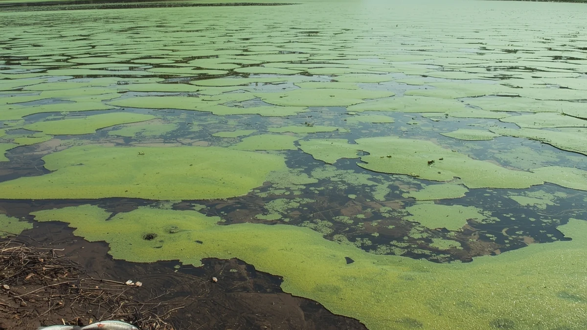 Površina vode prekrivena algama i uginula riba kao ilustracija eutrofikacije vodenih ekosistema.