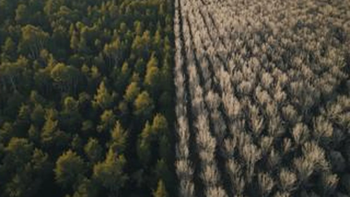 Ilustrativni vizuel zdrave i degradirane šume — priča o promenama šumskih zajednica na Fruškoj gori.