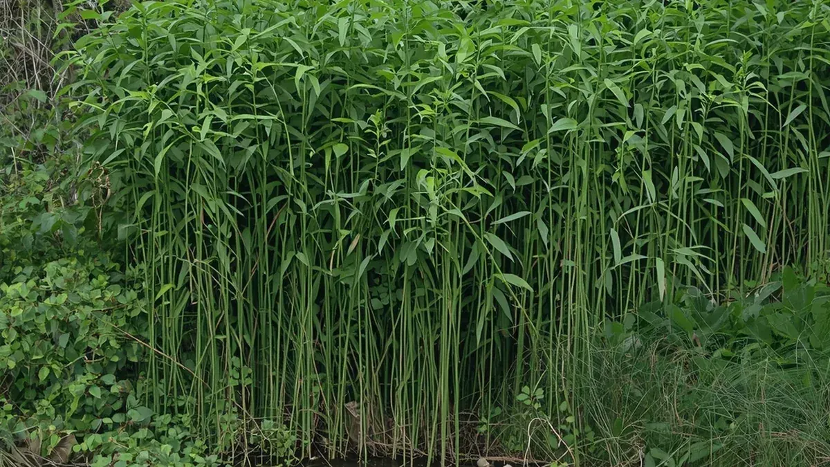 Prirodna obala reke sa vrbama i mirnim tokom kao ilustracija revitalizacije obalskih zona i ekološkog oporavka.