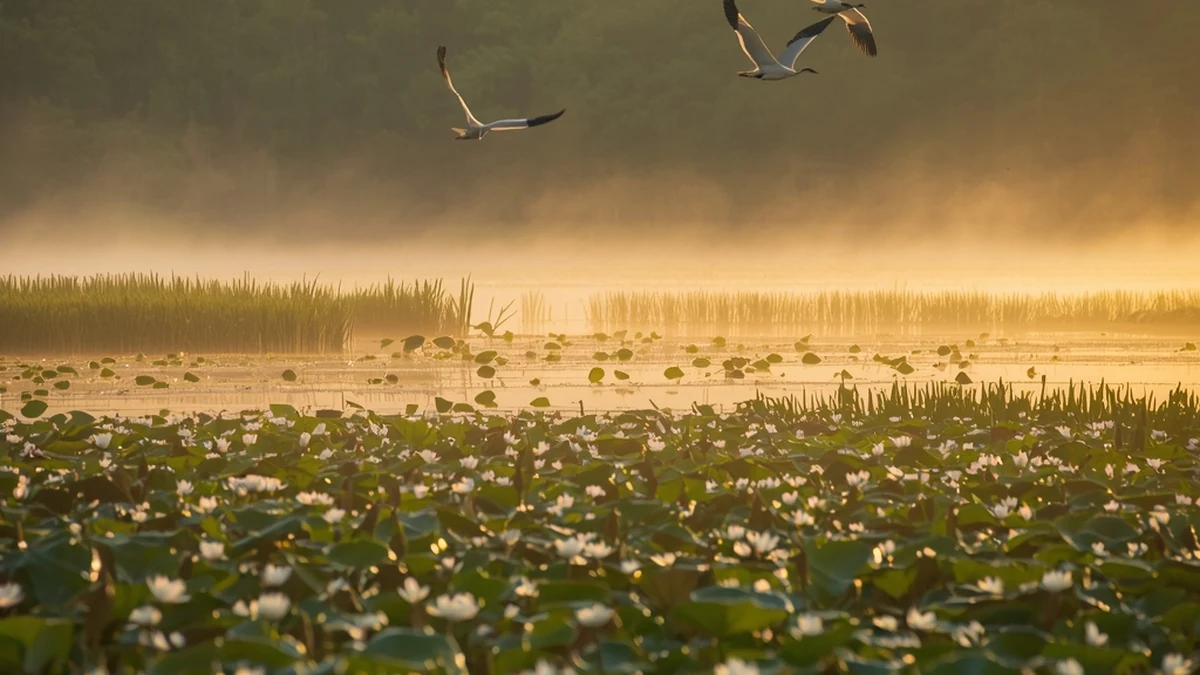 Močvarno područje sa pticama kao ilustracija zaštićenih područja uz reke Srbije.