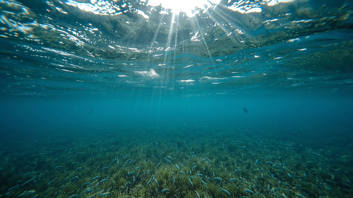 Dugačak kanal jarko zelen od algalnog cvetanja između poljoprivrednih površina kao ilustracija pritisaka hranljivih materija i regionalne odgovornosti za vode koje završavaju u moru.