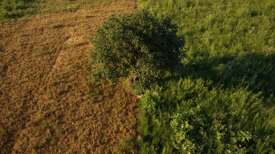 Granica između golog, suvog tla i bujne zelene vegetacije kao prikaz hemijskog uticaja biljaka.