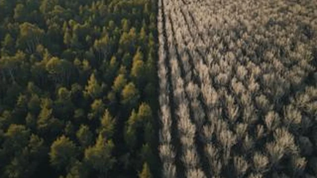 Ilustrativni vizuel zdrave i degradirane šume — priča o Fruškoj gori.