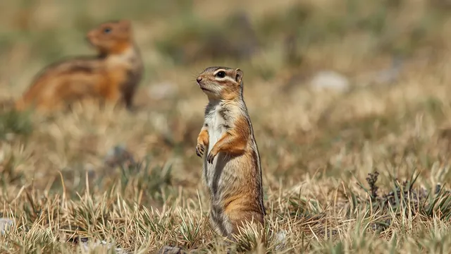 Tekunica na suvoj travi kao simbol preostalih stepskih staništa Vojvodine.